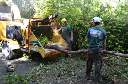 tree services Phoenix